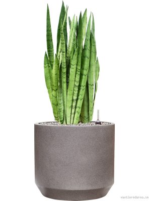 Sansevieria trifasciata 'Silver Mist' in Rotunda Urban - Vaxtinredarna.se