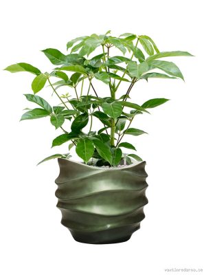 Schefflera actinophylla 'Amate' in Baq Gradient Lee - Vaxtinredarna.se