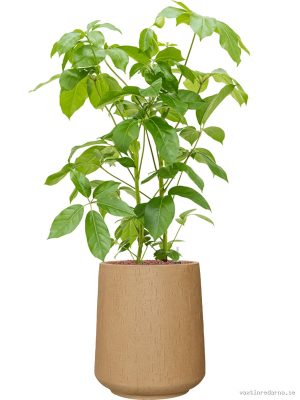 Schefflera actinophylla 'Amate' in Baq Raindrop - Vaxtinredarna.se