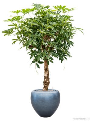 Schefflera arb. 'Compacta' in Baq Metallic Silver leaf - Vaxtinredarna.se