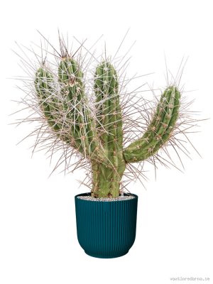 Stetsonia coryne in Vibes Fold - Vaxtinredarna.se