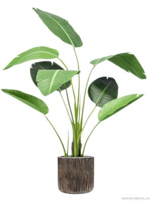 Strelitzia in Baq Luxe Lite Universe Waterfall - Vaxtinredarna.se