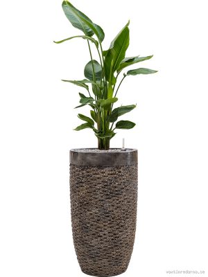 Strelitzia nicolai in Baq Luxe Lite Universe Layer - Vaxtinredarna.se