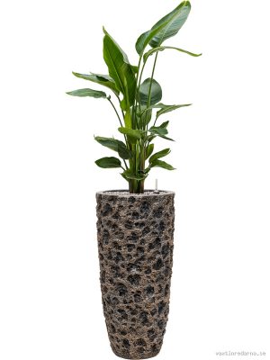 Strelitzia nicolai in Baq Luxe Lite Universe Moon - Vaxtinredarna.se