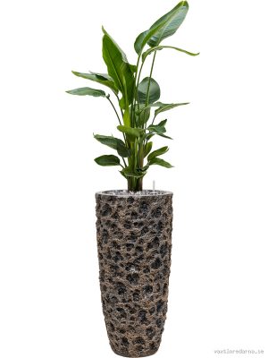 Strelitzia nicolai in Baq Luxe Lite Universe Moon - Vaxtinredarna.se