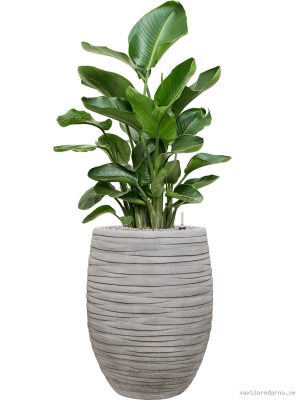 Strelitzia nicolai in Baq Tornado - Vaxtinredarna.se