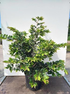 Sycoparrotia semidecidua 'Purple Haze' - Vaxtinredarna.se