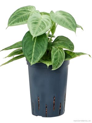 Syngonium macrophyllum 'Frosted Heart' - Vaxtinredarna.se