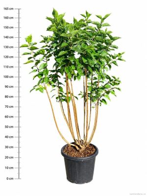 Syringa vulgaris 'Michel Buchner' - Vaxtinredarna.se