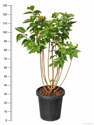 Syringa vulgaris 'Ruhm von Horstenstein' - Vaxtinredarna.se