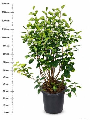 Syringa vulgaris 'Sensation' - Vaxtinredarna.se