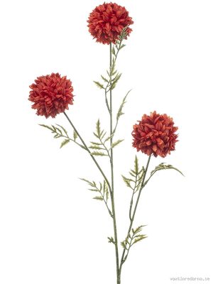Tagetes