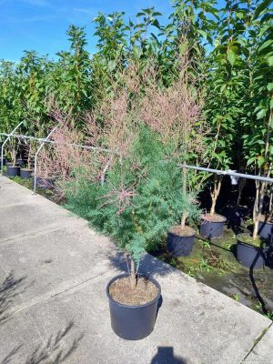 Tamarix ramosissima 'Rubra' - Vaxtinredarna.se
