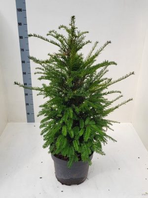 Taxus baccata - Vaxtinredarna.se