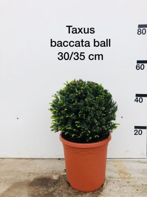 Taxus baccata - Vaxtinredarna.se
