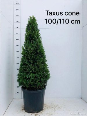 Taxus baccata - Vaxtinredarna.se