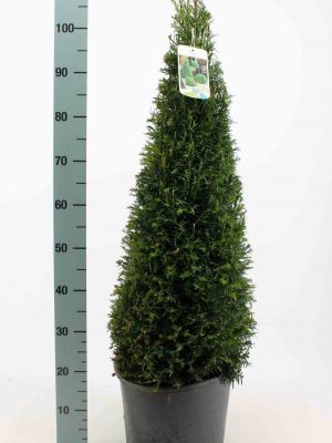 Taxus baccata - Vaxtinredarna.se