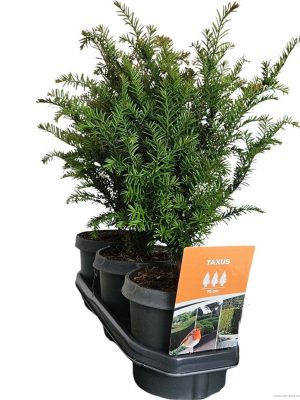 Taxus baccata - Vaxtinredarna.se