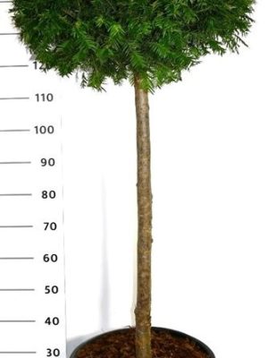 Taxus baccata - Vaxtinredarna.se