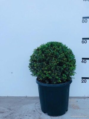 Taxus baccata - Vaxtinredarna.se