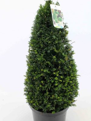 Taxus baccata - Vaxtinredarna.se