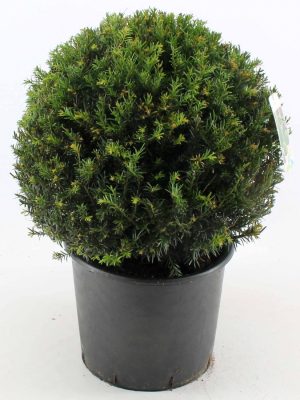 Taxus baccata - Vaxtinredarna.se