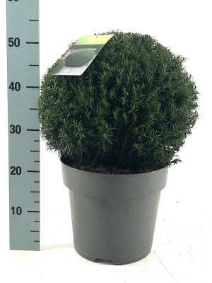 Taxus baccata - Vaxtinredarna.se