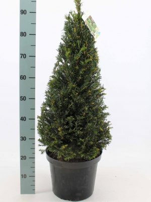 Taxus baccata - Vaxtinredarna.se