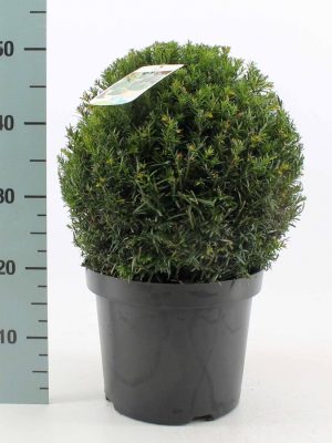 Taxus baccata - Vaxtinredarna.se
