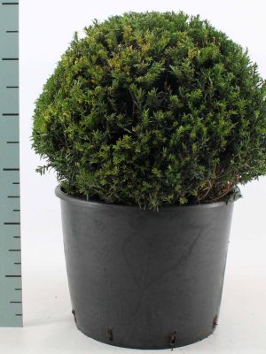 Taxus baccata