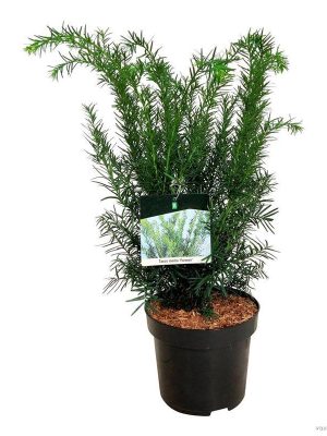 Taxus media 'Farmen' - Vaxtinredarna.se