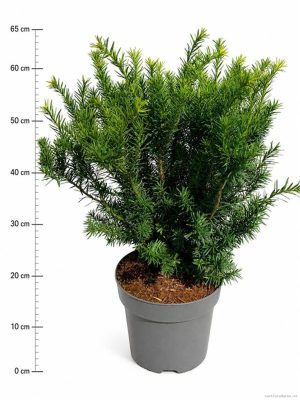Taxus media 'Farmen' - Vaxtinredarna.se