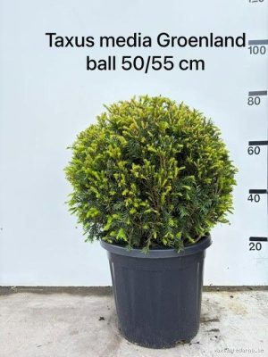 Taxus media 'Groenland' - Vaxtinredarna.se