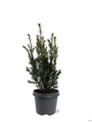 Taxus media 'Groenland' - Vaxtinredarna.se
