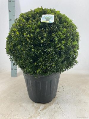 Taxus media 'Groenland' - Vaxtinredarna.se