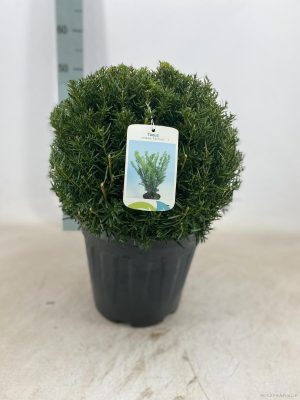 Taxus media 'Groenland' - Vaxtinredarna.se