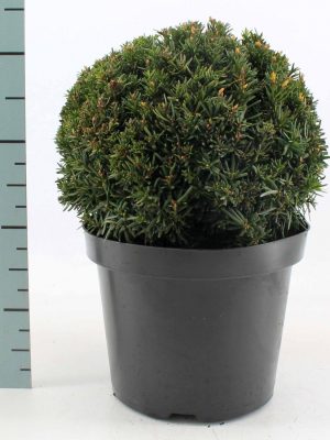 Taxus media 'Groenland'