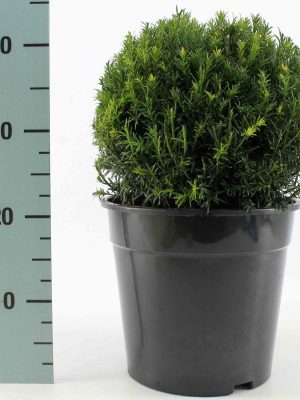 Taxus media 'Groenland' - Vaxtinredarna.se