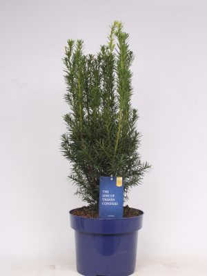 Taxus media 'Hicksii' - Vaxtinredarna.se