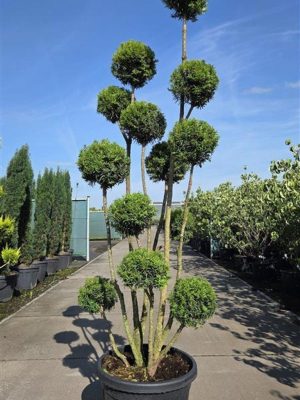 Taxus media 'Hicksii' - Vaxtinredarna.se