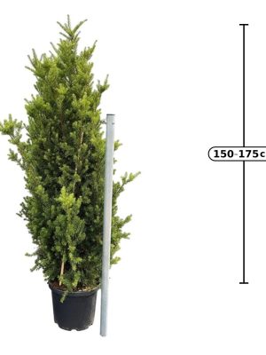 Taxus media 'Hillii' - Vaxtinredarna.se