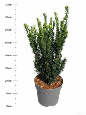 Taxus media 'Hillii' - Vaxtinredarna.se