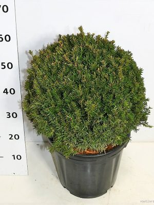 Taxus x media 'Hillii' - Vaxtinredarna.se