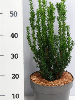 Taxus x media 'Hillii' - Vaxtinredarna.se