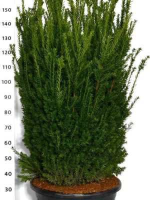 Taxus x media 'Hillii' - Vaxtinredarna.se
