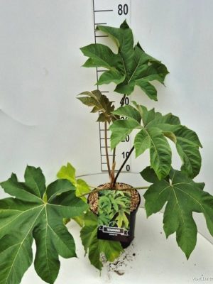 Tetrapanax papyrifer 'Rex' - Vaxtinredarna.se