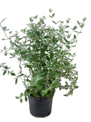 Teucrium fruticans - Vaxtinredarna.se