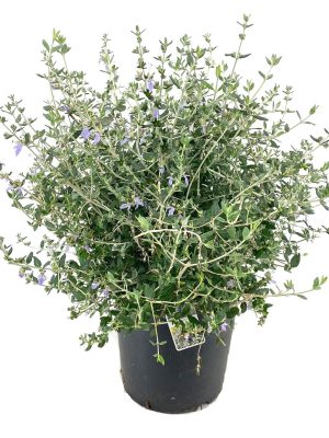 Teucrium fruticans - Vaxtinredarna.se