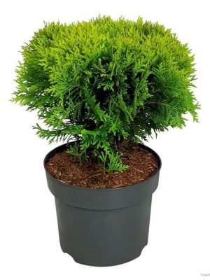 Thuja occidentalis 'Mirjam' - Vaxtinredarna.se
