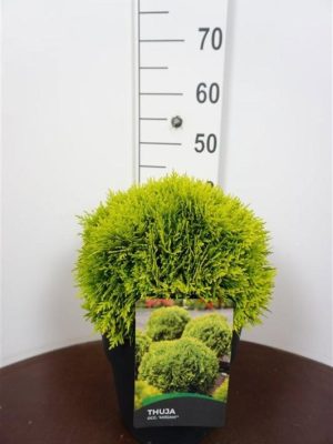 Thuja occidentalis 'Mirjam' - Vaxtinredarna.se